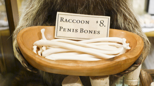 raccoon-penis-bones-8-evolution-store-new-york-city-soho-skull.jpg (209 KB)
