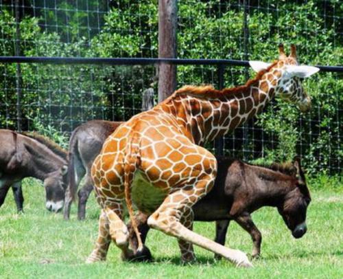 Giraffe No!.jpg (74 KB)
