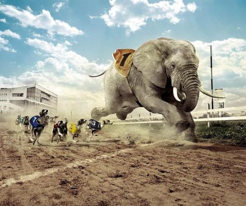 200801_elefante-carrera.jpg (175 KB)