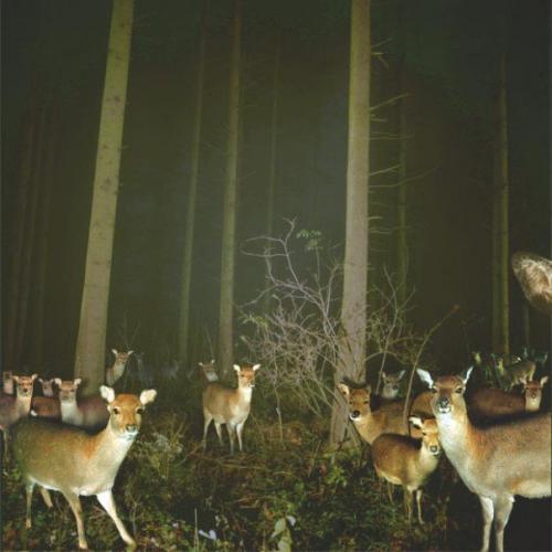 Deer Party.jpg (59 KB)