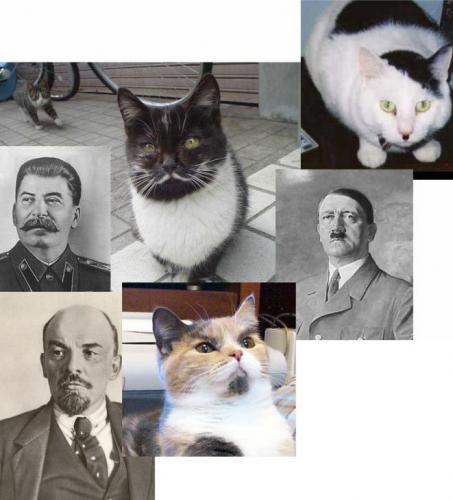 Dictator Cats.jpg (92 KB)