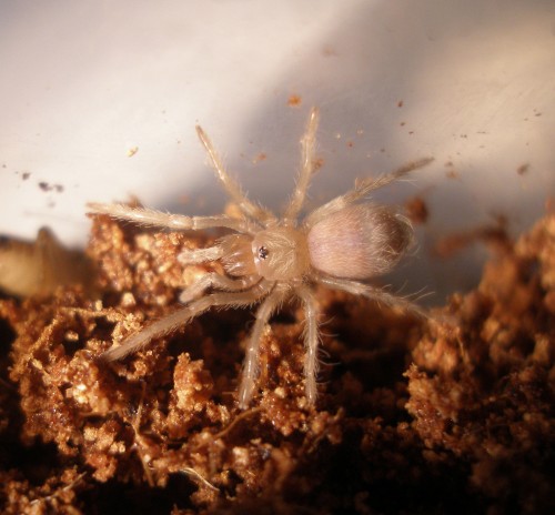 spiderpic1.jpg (1020 KB)