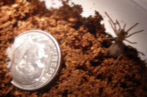 spiderpic2.jpg (944 KB)