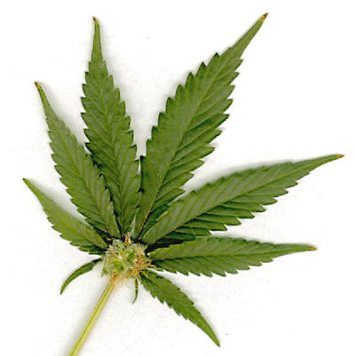 marijuana-leaf.jpg (22 KB)