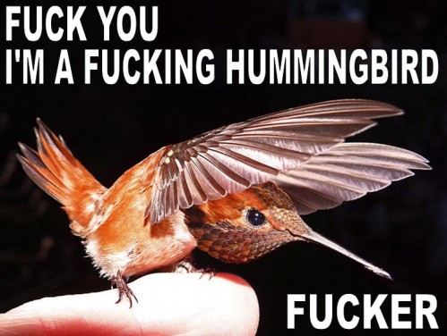 Hummingbird.jpg (79 KB)
