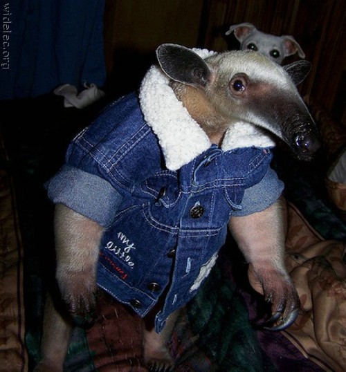 anteater.jpg (74 KB)