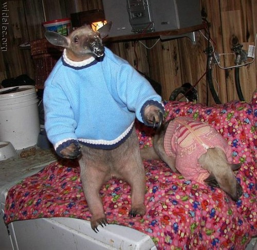 tamandua.jpg (83 KB)