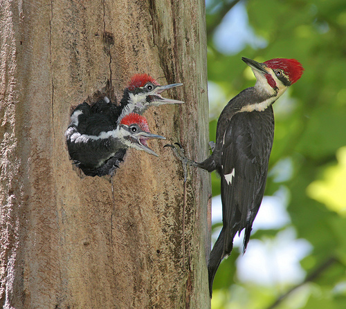 woodpecker.jpg (186 KB)