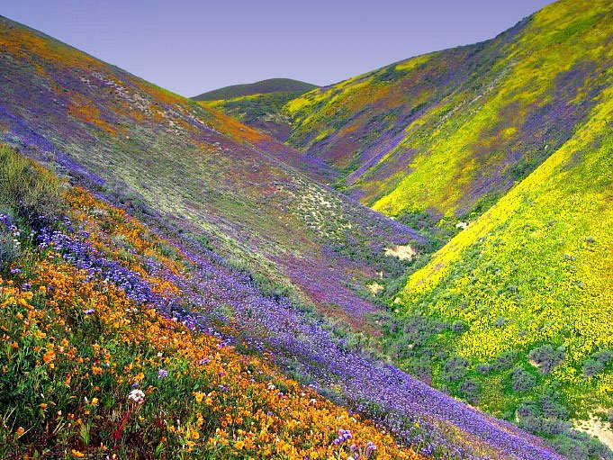 Valley-Of-Flowers.jpg (150 KB)