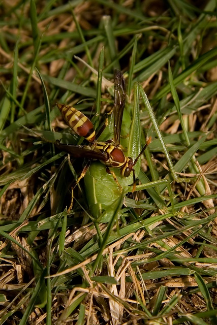 IMG_8561_ps.jpg (153 KB)