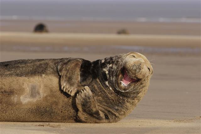 smile1.jpg (30 KB)