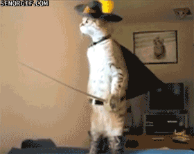 funny-gifs-real-life-puss-in-boots.gif (1 MB)