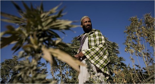 Cannabis in Afghanistan