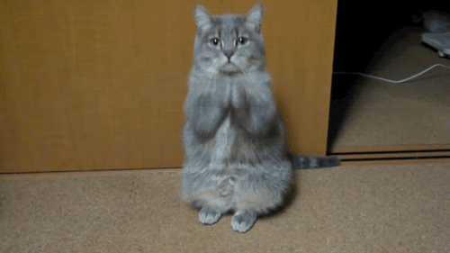 y4ey1.gif (968 KB)