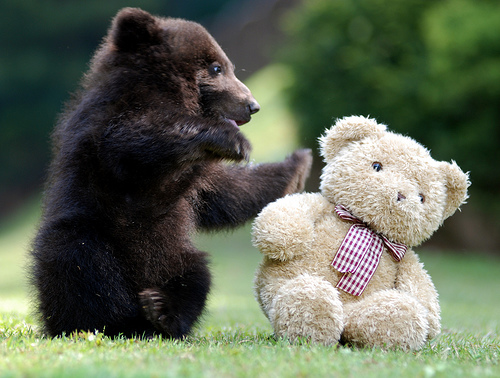 bear-with-teddy-bear.jpg (120 KB)