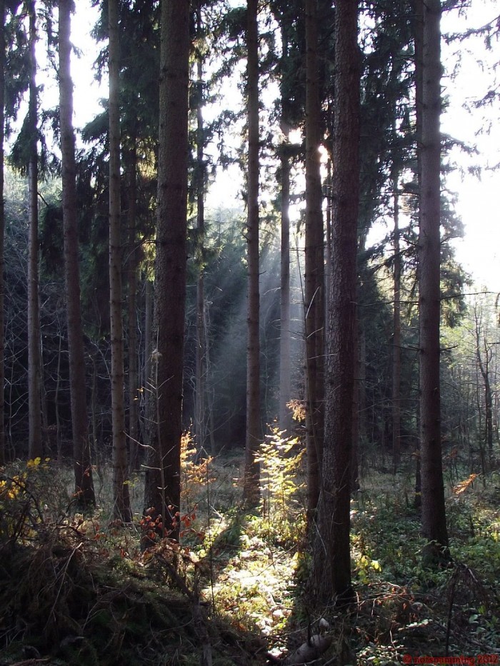 forest4.JPG (413 KB)