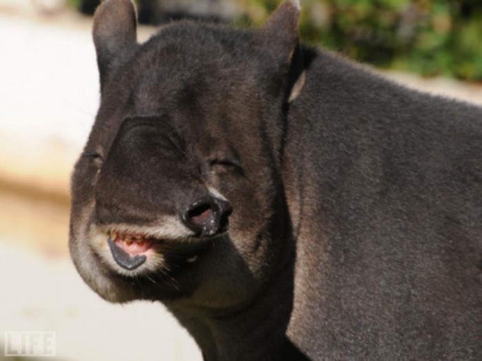 tapir_lifemag.JPG (55 KB)