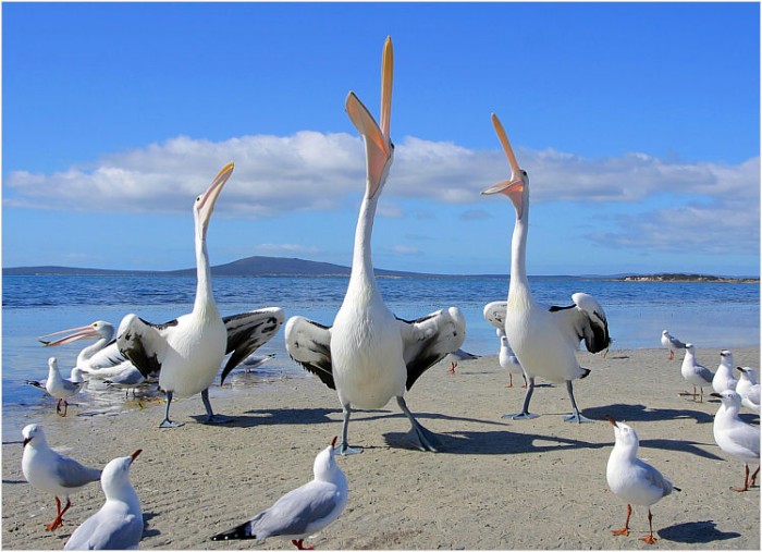 pelican_songofmypeep.jpg (96 KB)