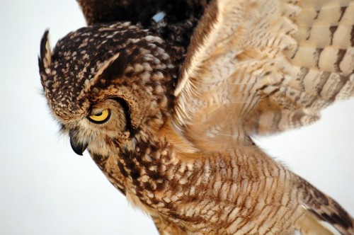 owl.jpg (334 KB)