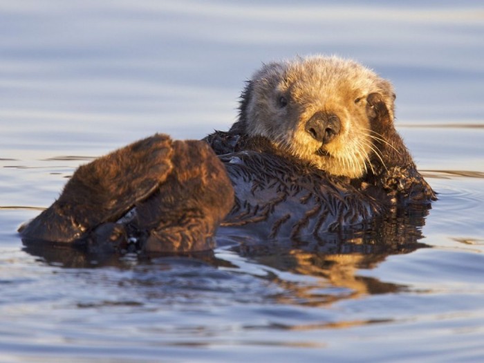 California_Sea_Otter_Monterey_Bay_Marine_Sanctuary_California_1024x768.jpg (85 KB)