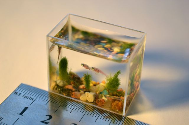 Anatoly-Konenko-aquarium-miniature02.jpg (32 KB)