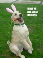 Easter dog