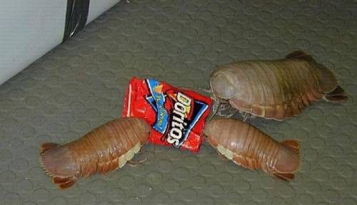 noooooooooo.jpg (18 KB)