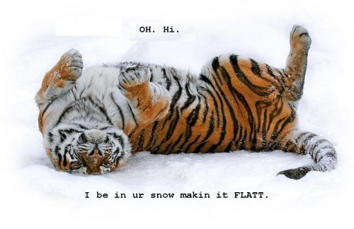 snow-tigerss.JPG (59 KB)