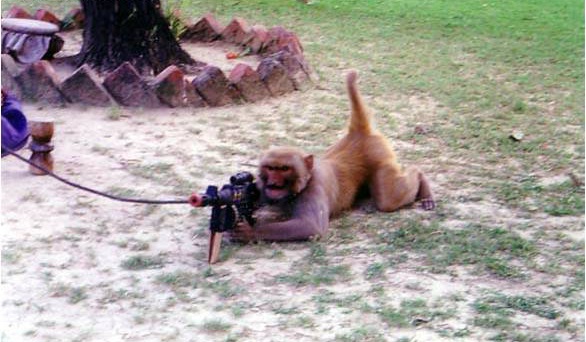 Commando Monkey - MyConfinedSpace