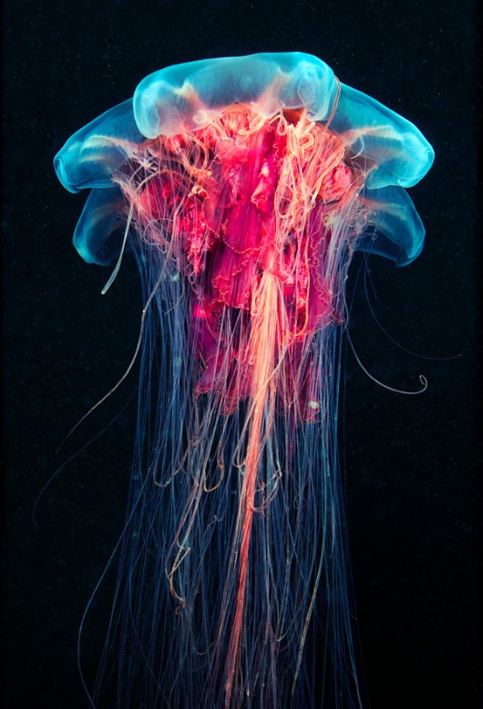underwater-experiments-astounding-photographs-of-jellyfish-by-alexander-semenov-88bgn5rkb-264845-530-777.jpg (102 KB)