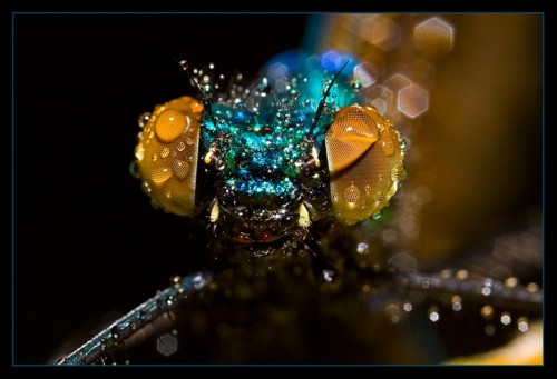 horsefly.jpg (59 KB)