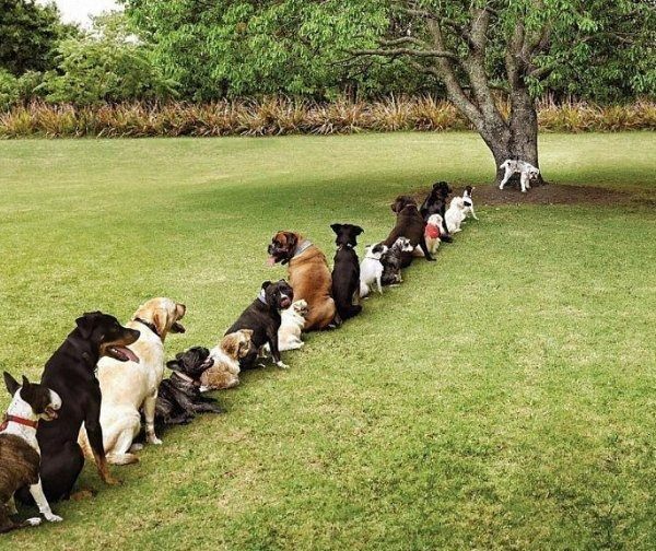 Doggy-Restroom.jpg (102 KB)