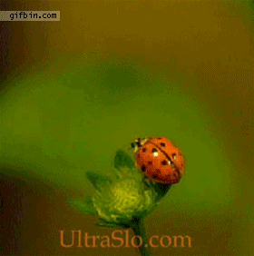 1316713957_ultra_slomo_ladybug_takes_off.gif (3 MB)