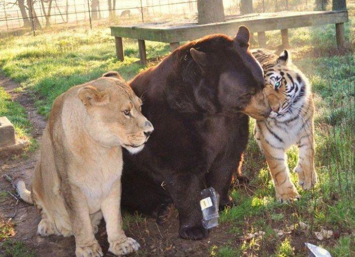 Lions-and-Tigers-and-Bears.jpg (74 KB)