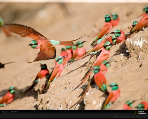 bee-eater-birds-nichols-1049040-xl.jpg (345 KB)