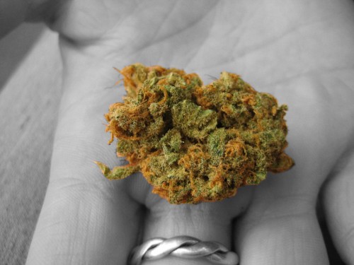 bud.jpg (334 KB)