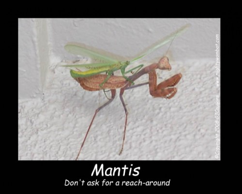 mantis.jpg (70 KB)