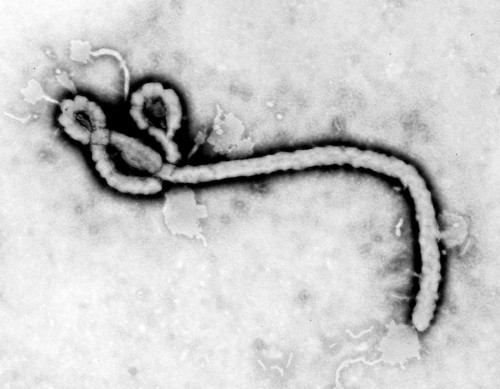 ebola.jpg (109 KB)