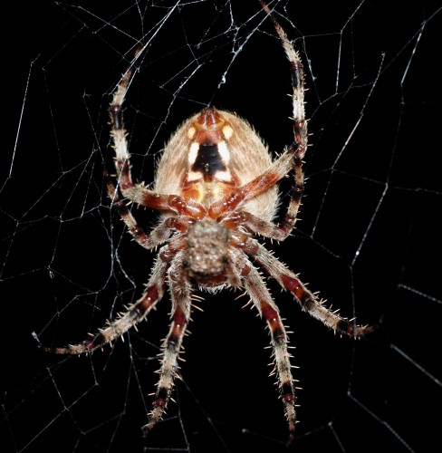 spider.jpg (976 KB)