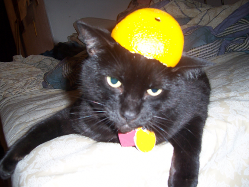 orangebald.PNG (539 KB)