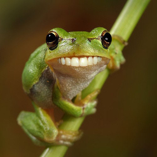 funny-frog.jpg (35 KB)