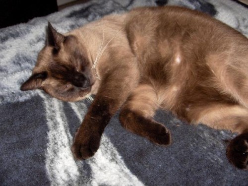 l_8b4f06ad7f23e555faa05efa13d827c6.jpg (46 KB)