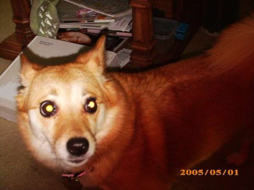 pu-chan.jpg (23 KB)