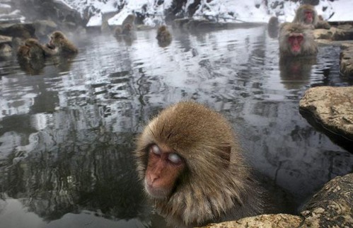 ice-monkeys_1212843i.jpg (49 KB)