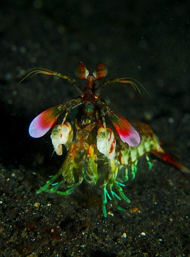 Mantis_shrimp_from_front.jpg (562 KB)
