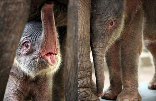 baby-elephant_1295694i.jpg (48 KB)