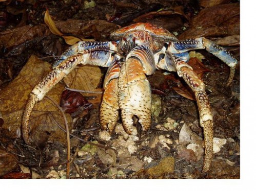 crab1.JPG (211 KB)