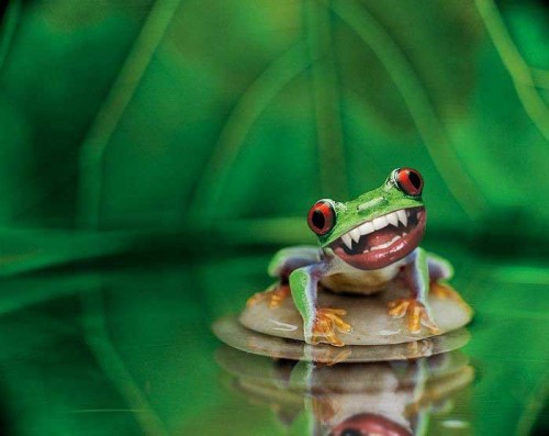 toothyfrog.jpg (26 KB)