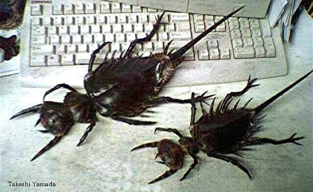 Putrid Insects RPB - REALLY Putrid Bugs - MyConfinedSpace
