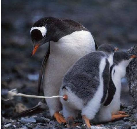 penguin-pooping.jpg (34 KB)
